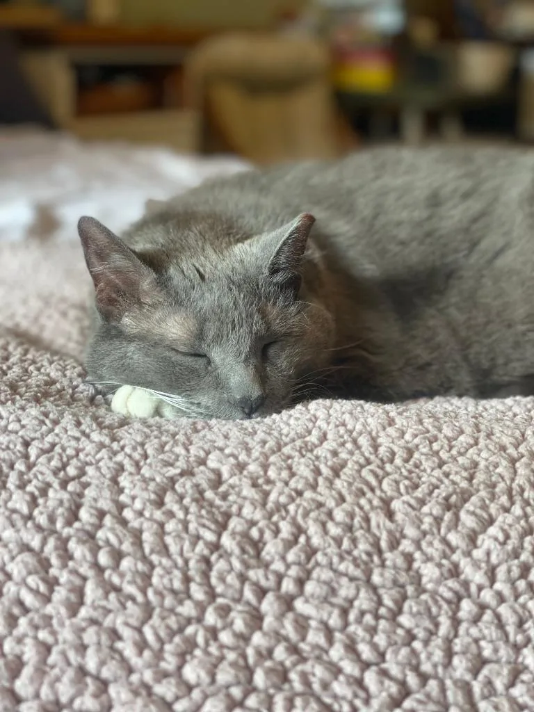 An adult large-sized female Domestic Short Hair cat named Whisper for adoption in Minneapolis, MN