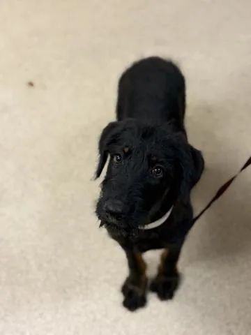 A baby small-sized female German Shepherd Dog dog named Sweetie for adoption in Riverside, CA