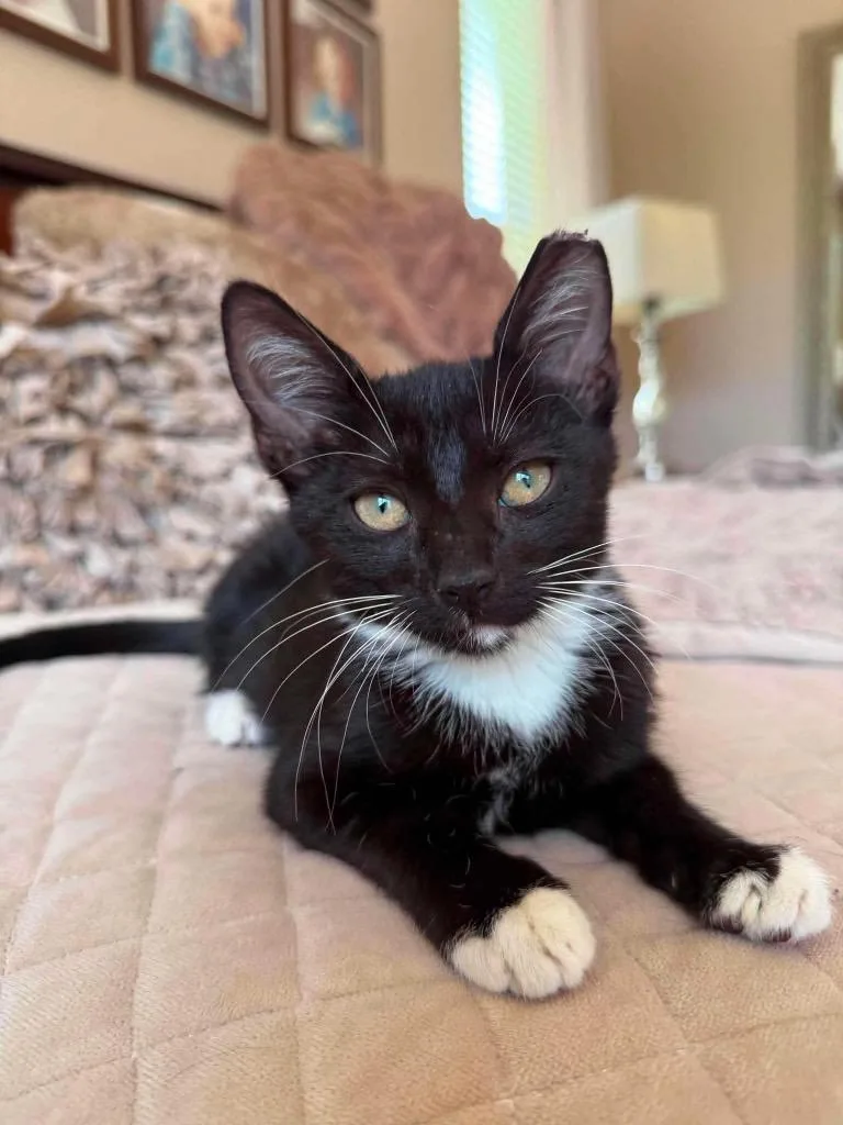 A baby small-sized male Domestic Short Hair cat named Peppie for adoption in Orlando, FL