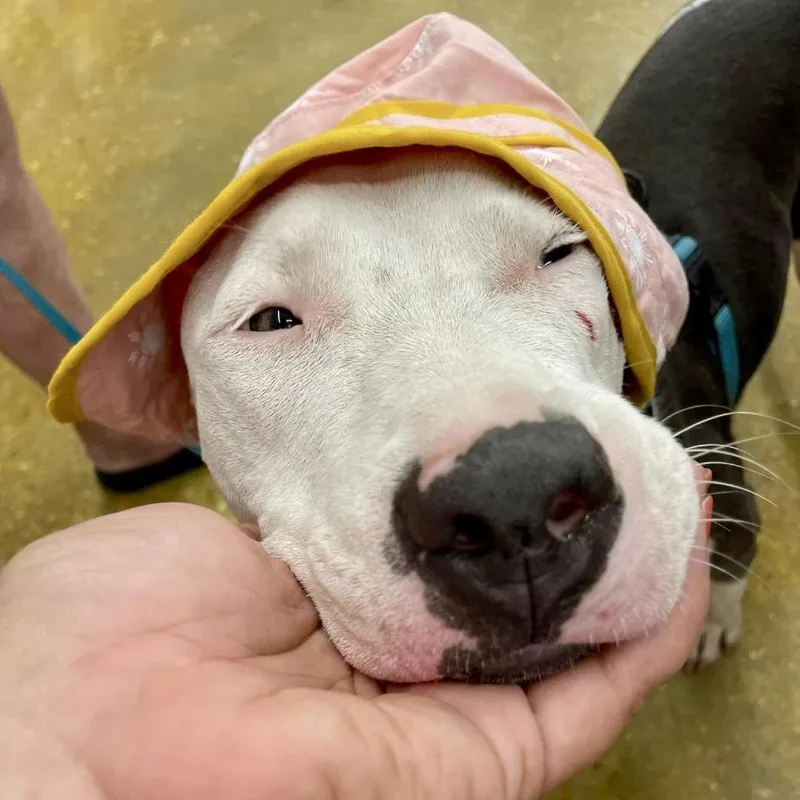 Penelope thumbnail 2