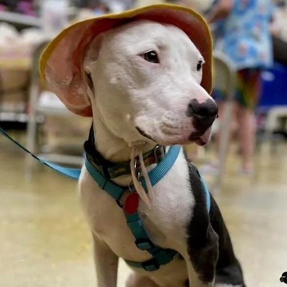 Penelope thumbnail 3