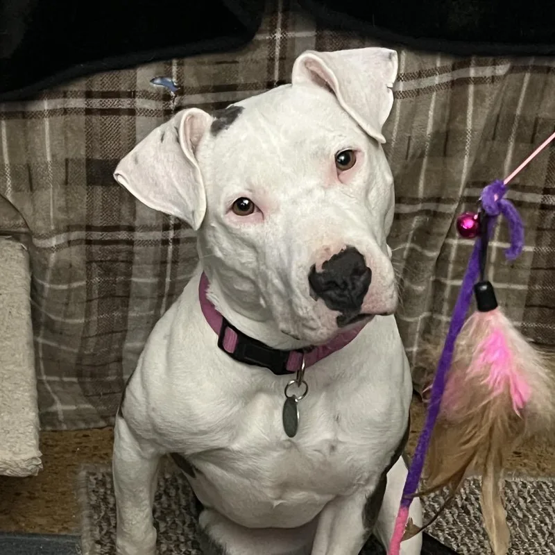 Penelope thumbnail 4