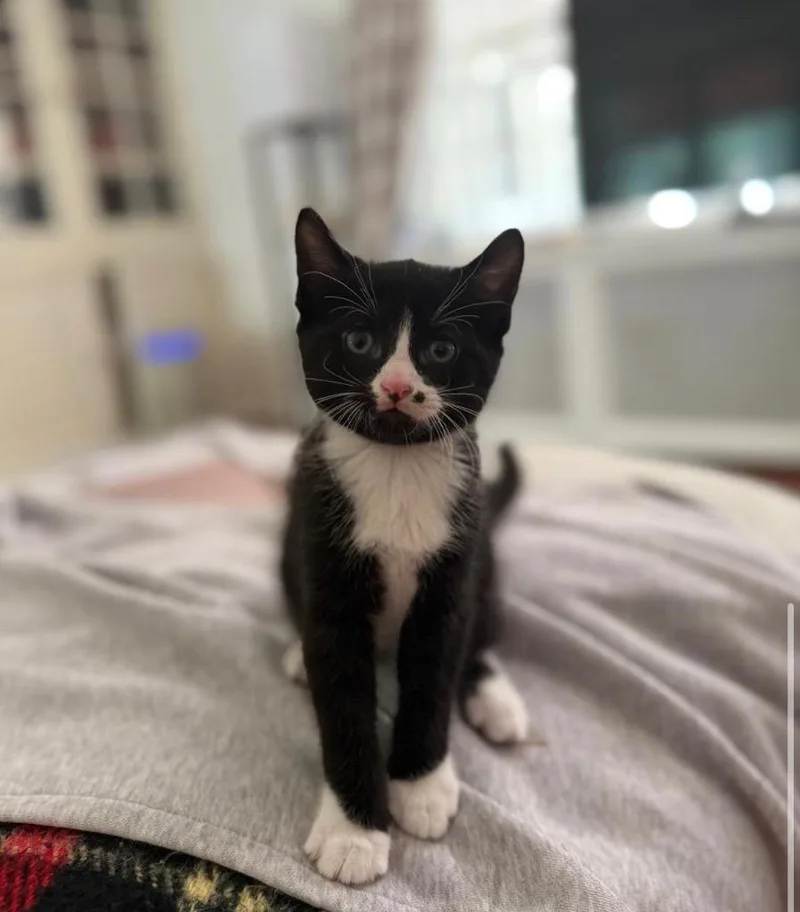 A baby medium-sized male Domestic Short Hair cat named Blinks for adoption in Pomona, NY