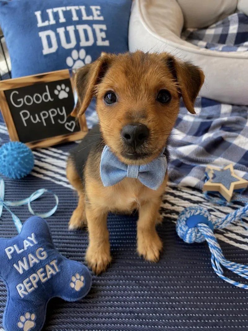 A baby small-sized male Brown / Chocolate Yorkshire Terrier dog named Michael for adoption in Corona Del Mar, CA