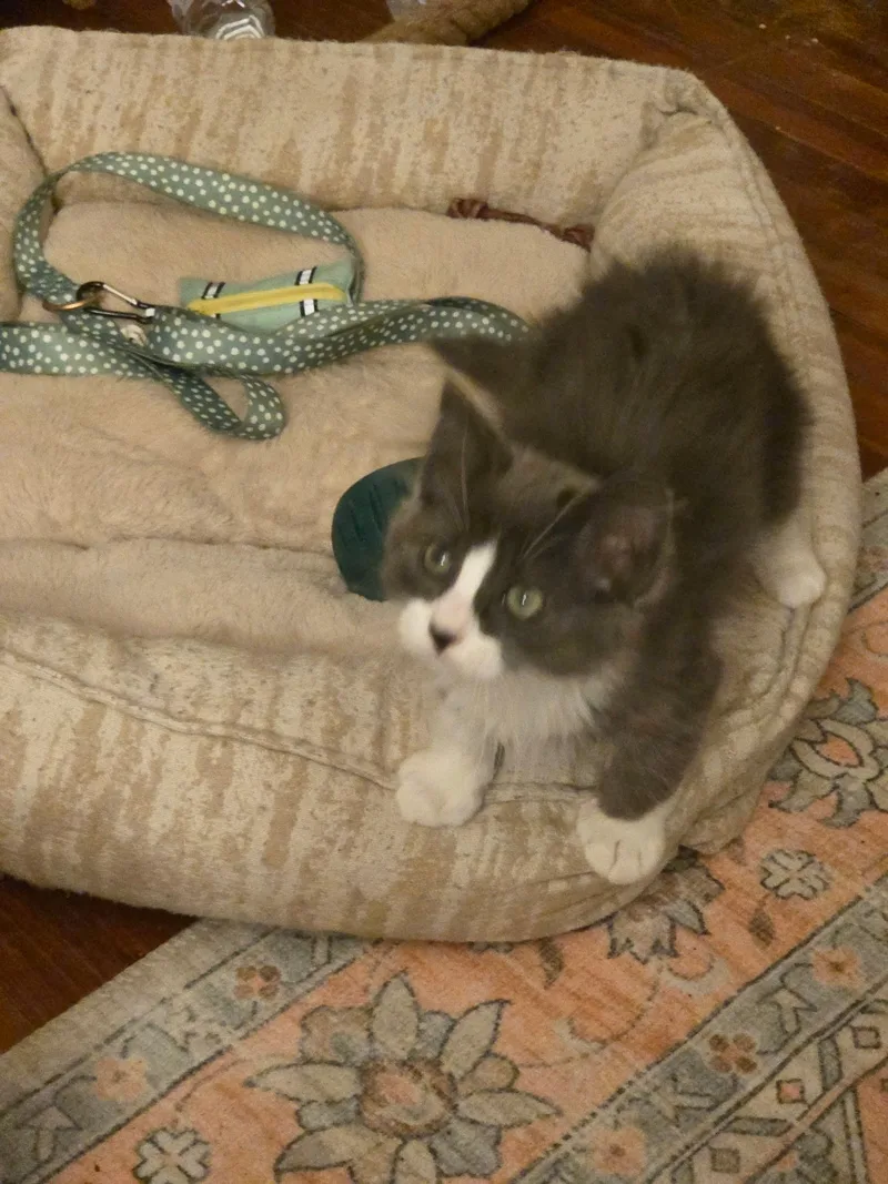 A baby small-sized male Domestic Long Hair cat named Marty + McFly for adoption in BREINIGSVILLE, PA
