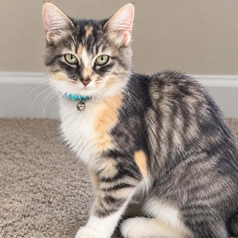 A baby small-sized female Torbie cat named Chickpea for adoption in Antioch, CA