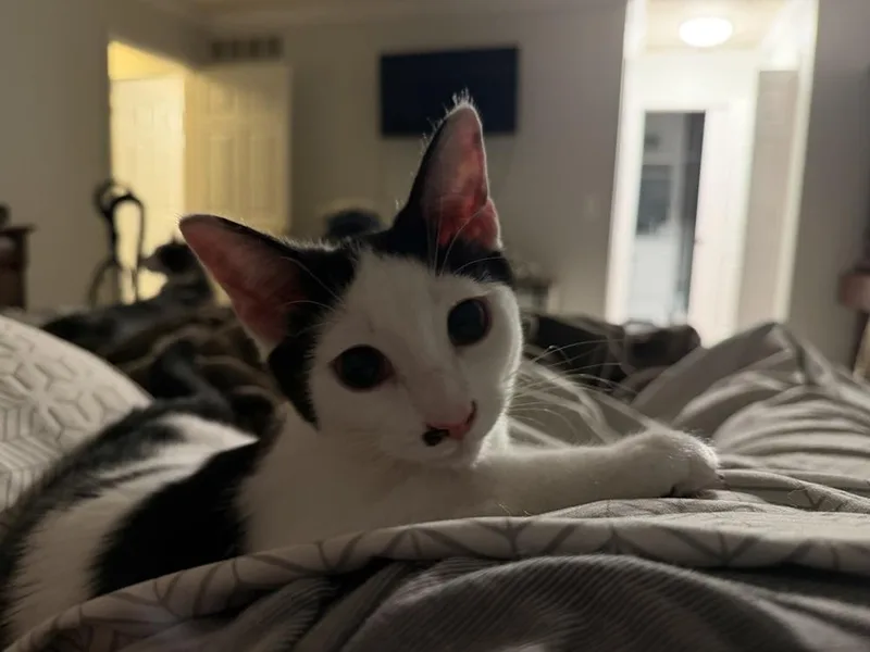 A baby medium-sized male Black & White / Tuxedo Domestic Short Hair cat named Georgie for adoption in Clinton Township, MI