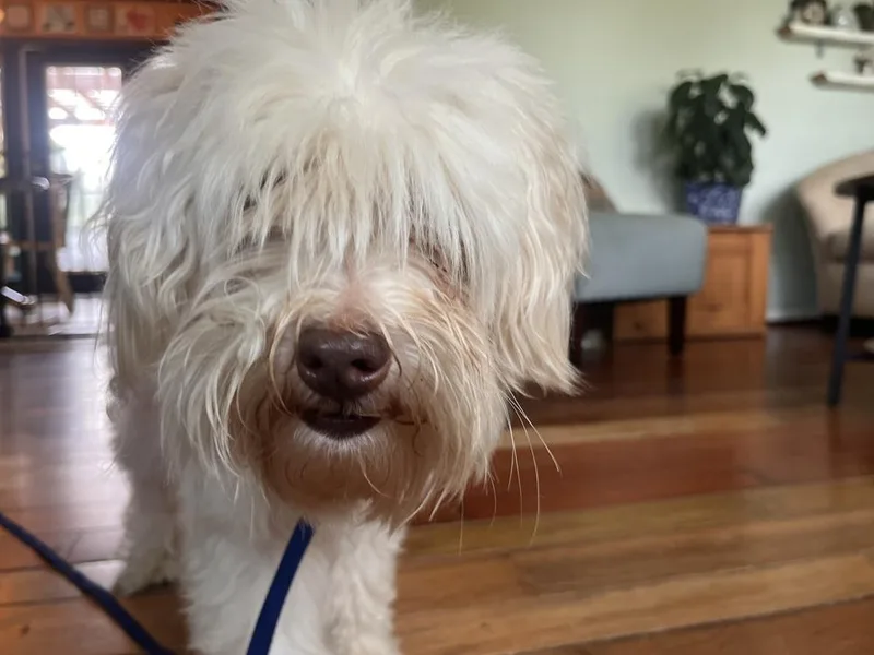 An adult small-sized male Poodle dog named Beau for adoption in Acworth, GA