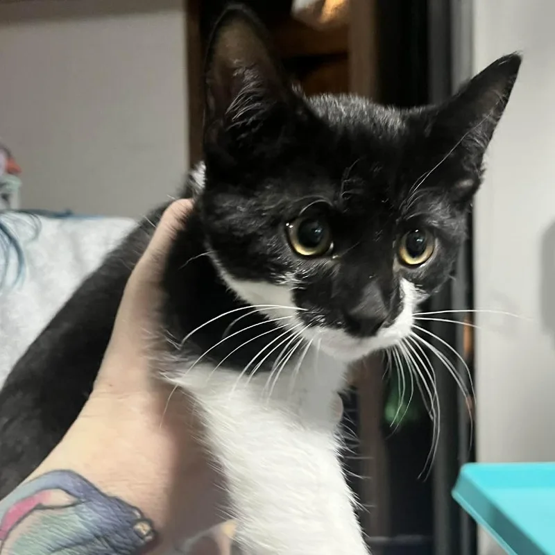 A baby small-sized male Black Domestic Short Hair cat named Zoro for adoption in Sioux Falls, SD