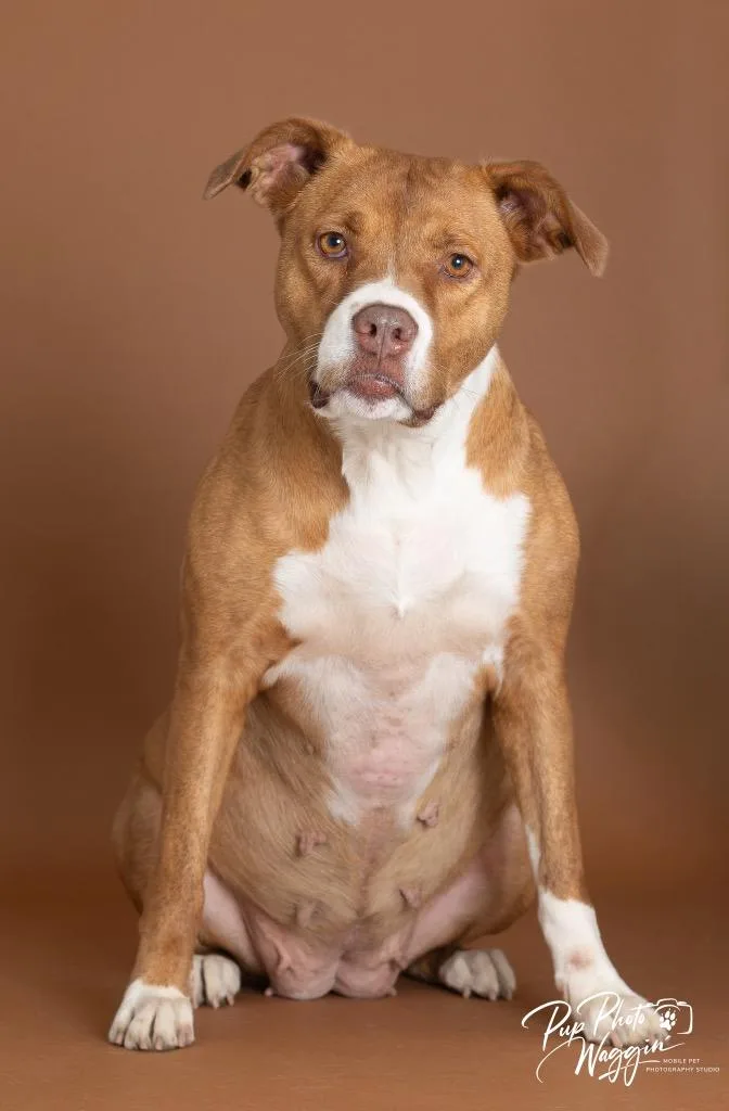 An adult large-sized female Pit Bull Terrier dog named Charley for adoption in Claremore, OK