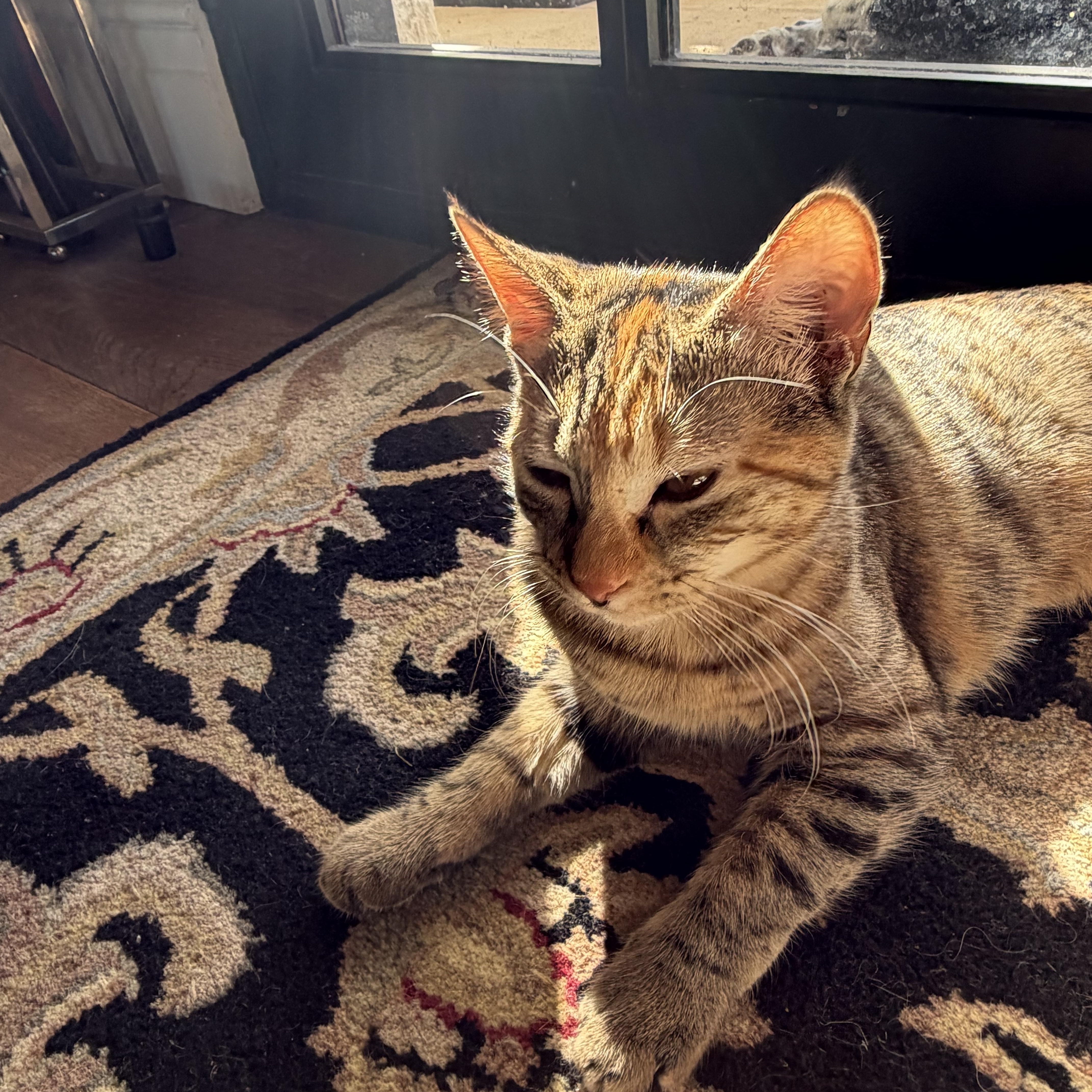 A baby medium-sized female Domestic Short Hair cat named Coco for adoption in Long Beach, CA