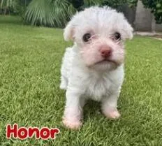 Honor thumbnail 2
