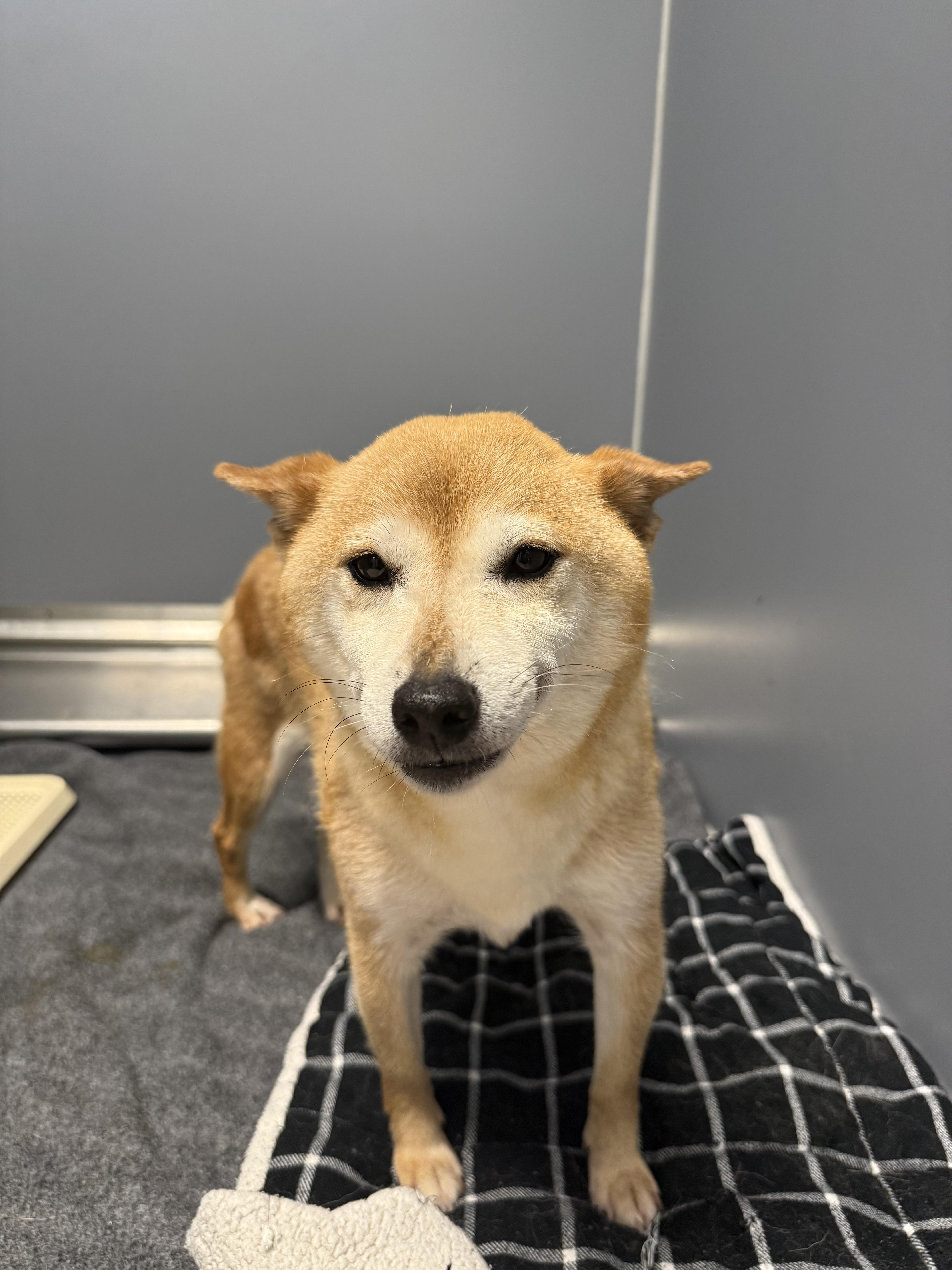 A young small-sized female Shiba Inu dog named Suki for adoption in Milford, CT