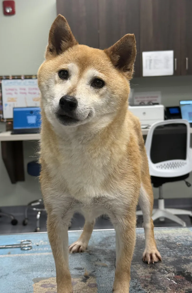 Suki thumbnail 3
