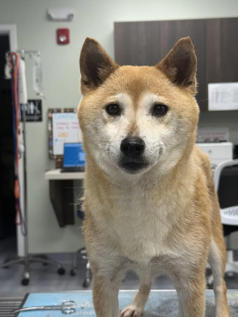 Suki thumbnail 4