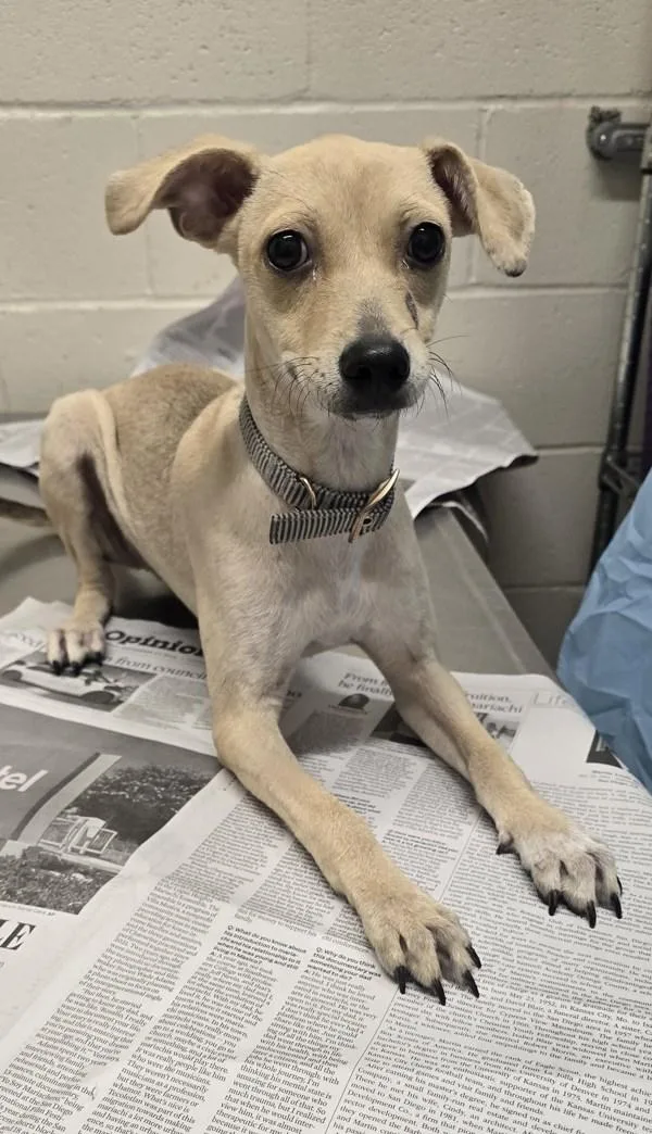 A baby small-sized female Terrier dog named Queen for adoption in El Cajon, CA