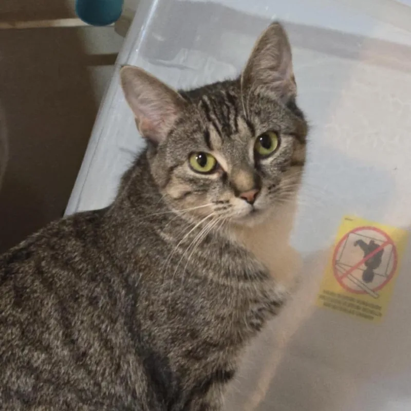 A senior small-sized female Gray / Blue / Silver Domestic Short Hair cat named Roxy for adoption in Roanoke, VA