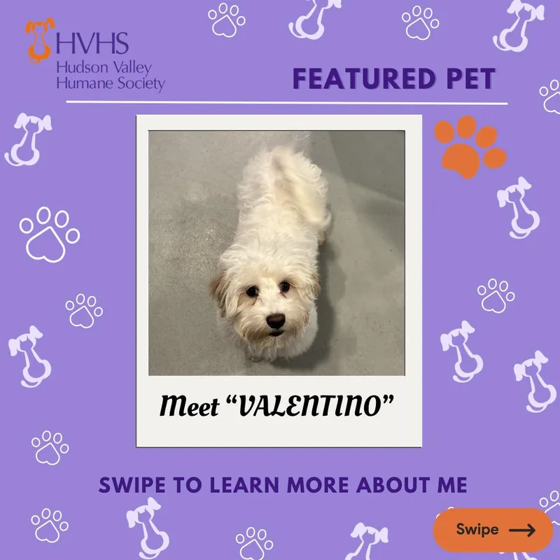 A baby small-sized male Yellow / Tan / Blond / Fawn Maltipoo dog named Valentino for adoption in Pomona, NY
