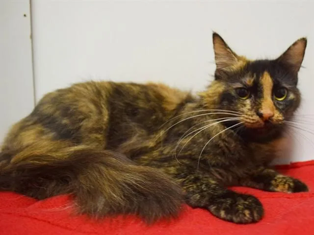 A young small-sized female Domestic Medium Hair cat named Kamari for adoption in Sacramento, CA
