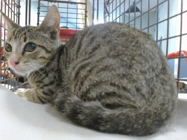 A baby small-sized male Domestic Short Hair cat named Pua for adoption in Miami, FL