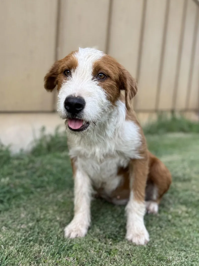 An adult medium-sized female Terrier dog named Daffy for adoption in Helotes, TX