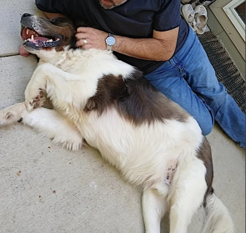 An adult extra large-sized male Tricolor (Brown, Black, & White) Great Pyrenees dog named George for adoption in Amherst, MA