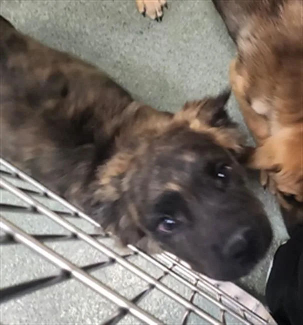 A baby small-sized male Mixed Breed dog named Zander for adoption in Santa Fe, NM