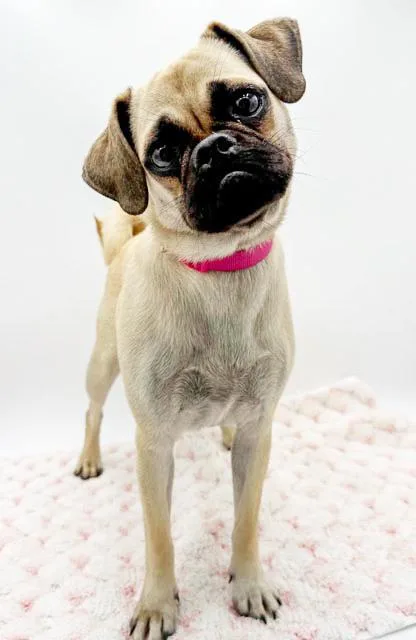 A young small-sized female Bicolor Pug dog named Molly Is Simply Magic! for adoption in Bedford Hills, NY