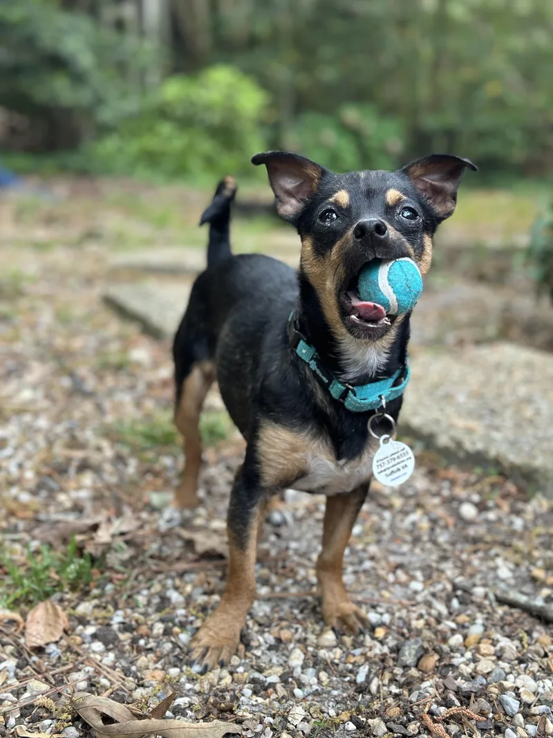 A young small-sized male Black Chihuahua dog named Poquito for adoption in Suffolk, VA
