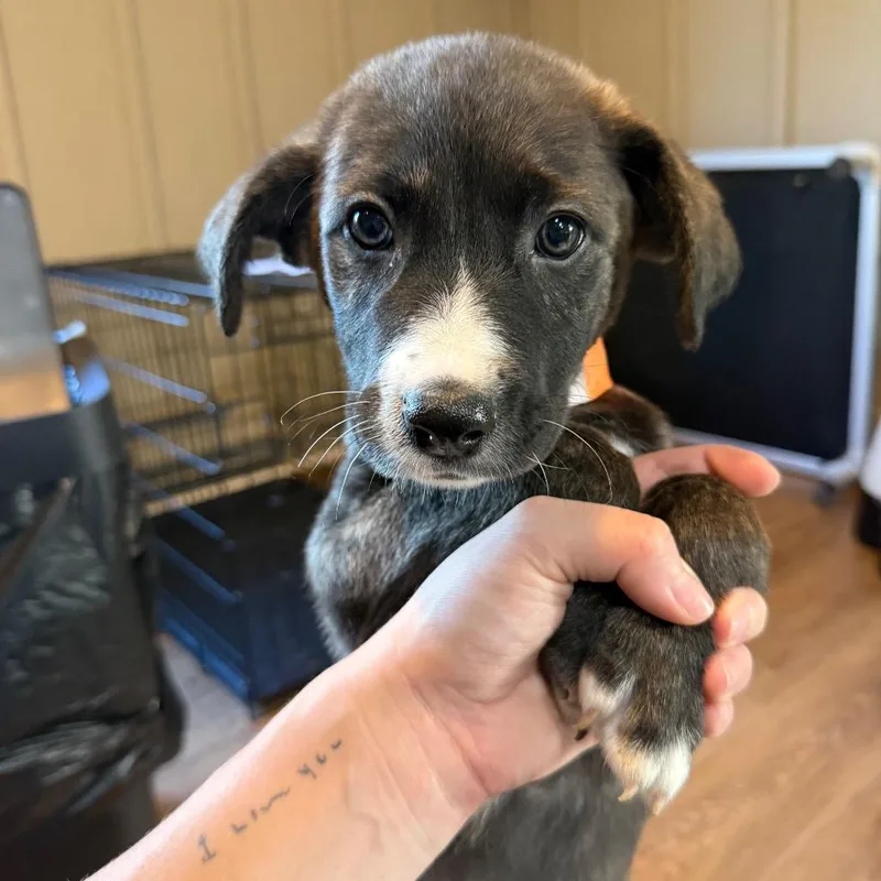 A baby large-sized male Brindle Labrador Retriever dog named Reynaldo for adoption in Tacoma, WA