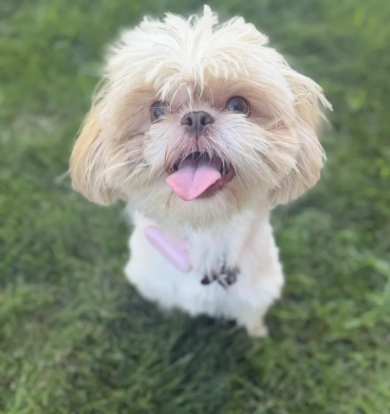 Nunu