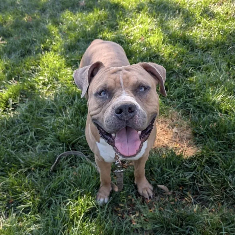 An adult large-sized male American Bully dog named Otis  ECAS for adoption in Pleasanton, CA