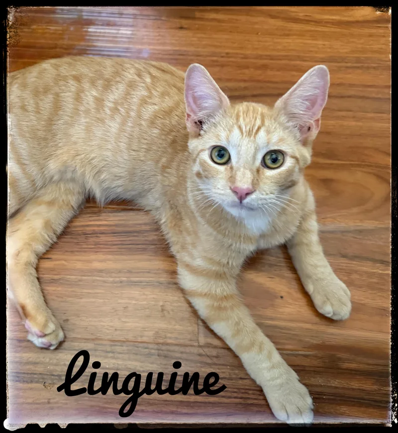 A baby small-sized male Domestic Short Hair cat named Linguine for adoption in El Cajon, CA