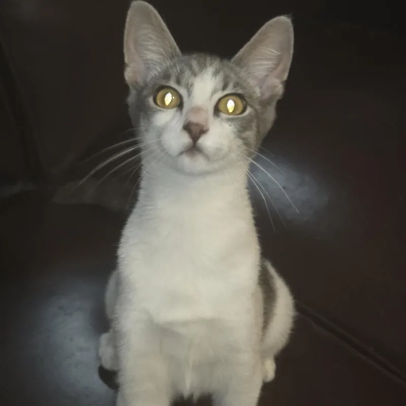 Jax