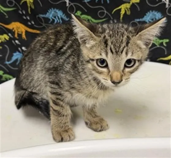 A baby small-sized male Domestic Short Hair cat named Ben for adoption in Riverside, CA