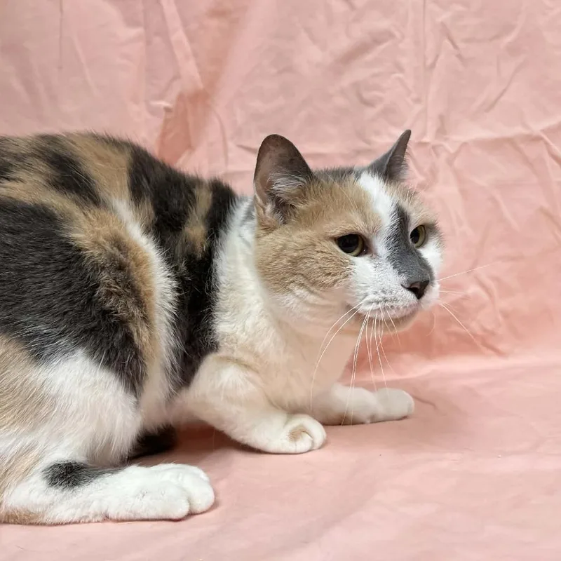 Heirloom thumbnail 2