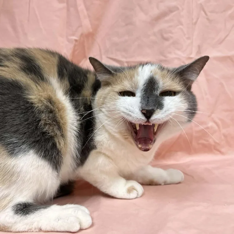 Heirloom thumbnail 3