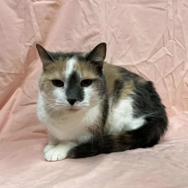 Heirloom thumbnail 4