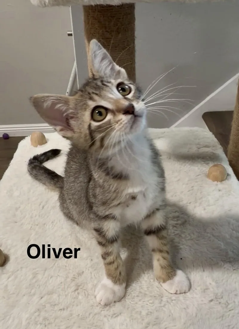 A baby medium-sized male Tabby (Buff / Tan / Fawn) Tabby cat named Oliver for adoption in Oakley, CA