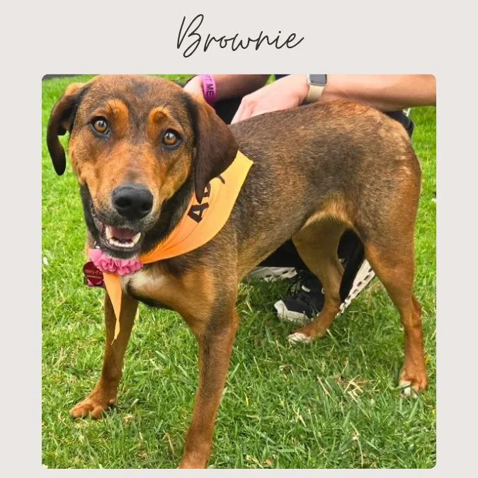 A young medium-sized female Bicolor Doberman Pinscher dog named Brownie for adoption in San Juan Capistrano, CA