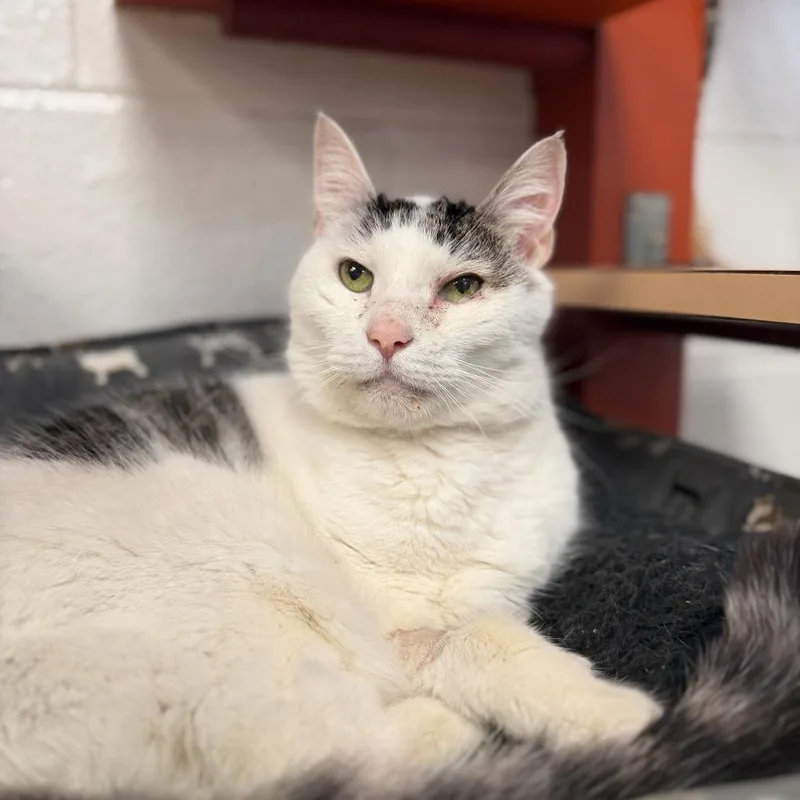 A senior large-sized male White Domestic Short Hair cat named Snowball for adoption in Perkiomenville, PA