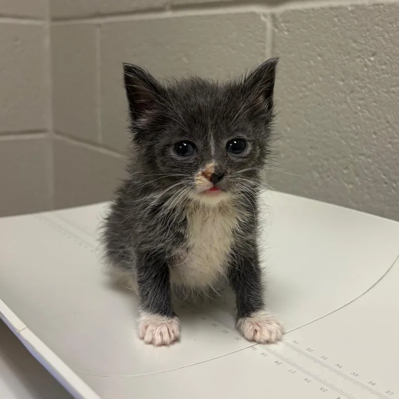 A baby small-sized female Gray / Blue / Silver Domestic Short Hair cat named Lacey for adoption in Bristol, IN