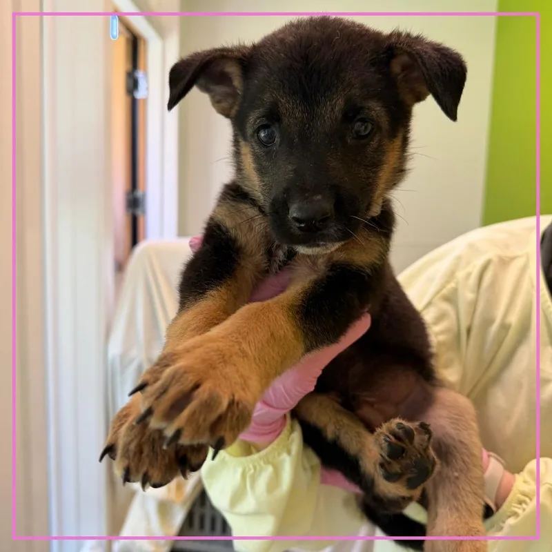 A baby medium-sized female Mixed Breed dog named Victoria Sponge for adoption in Austin, TX