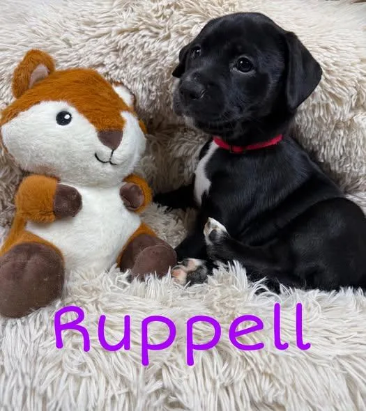 Ruppell