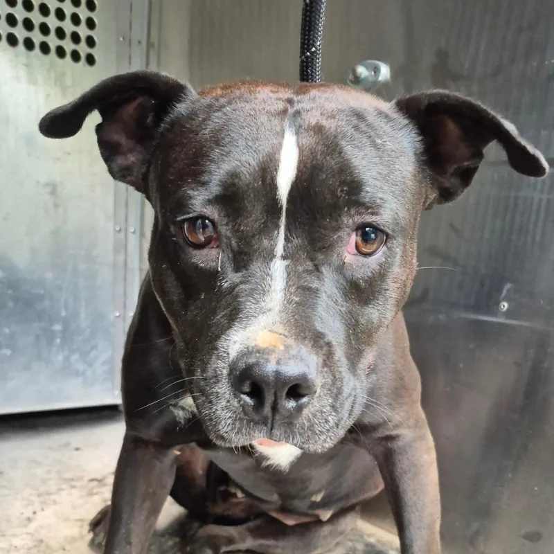 An adult medium-sized female Black Mixed Breed dog named Straydianeavenue for adoption in Columbus, GA