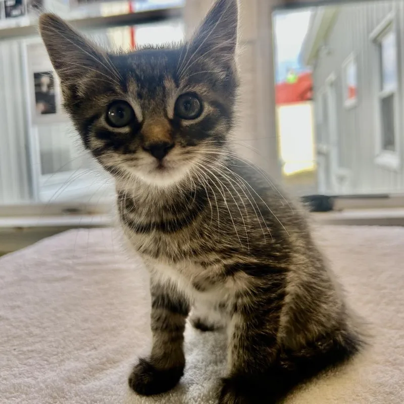 A baby small-sized male Gray / Blue / Silver Domestic Short Hair cat named Rhaegar for adoption in East Smithfield , PA