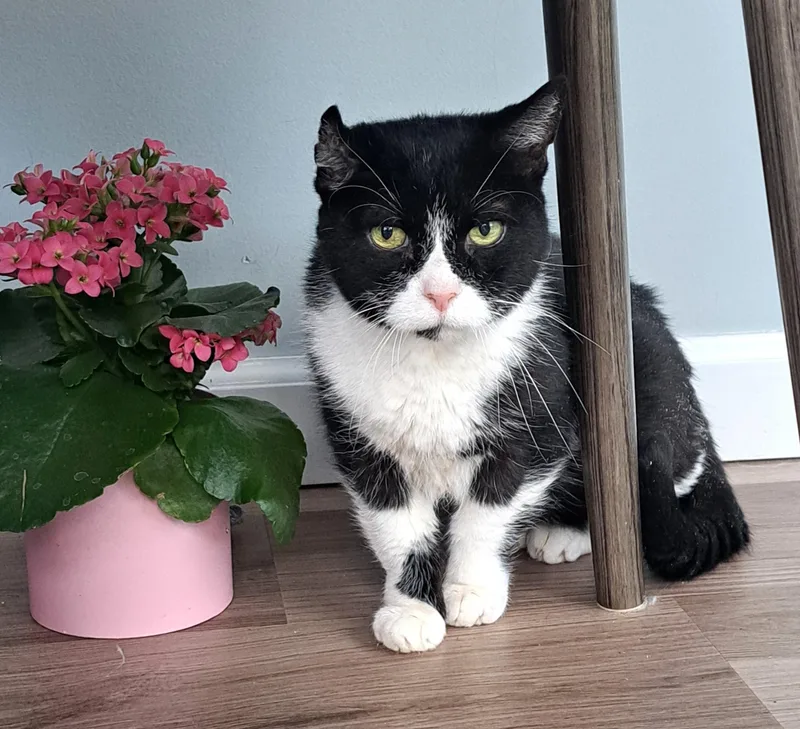 A senior medium-sized female Black & White / Tuxedo Tuxedo cat named Petunia for adoption in New Albany, OH
