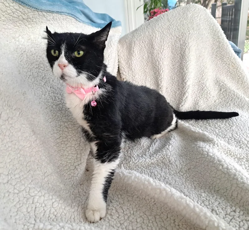 Petunia thumbnail 4