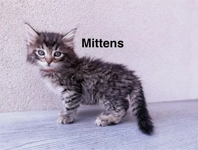 A baby small-sized male Domestic Long Hair cat named Mittens for adoption in Colorado Springs, CO