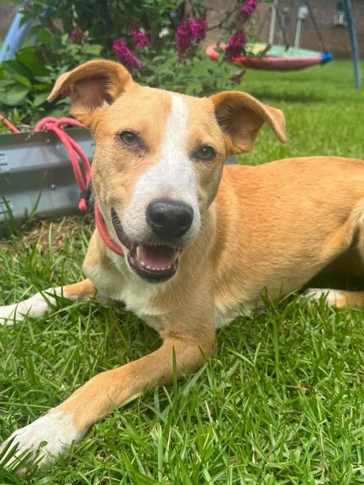 A young medium-sized female Carolina Dog dog named Honeybee for adoption in Syracuse, NY